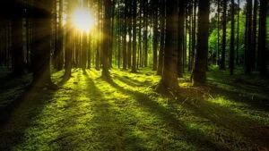 Beskyttet: Bioenergidagene 2022: Her kan du se presentasjonene